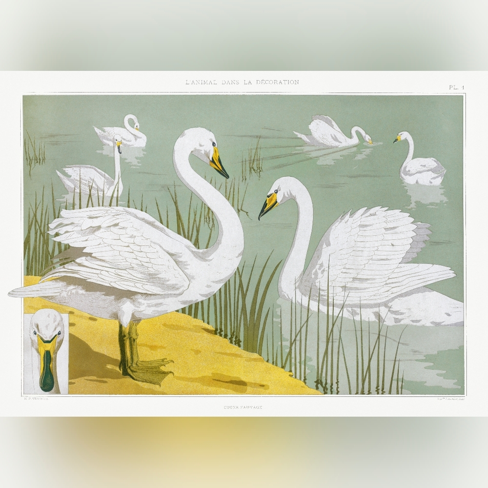 Elegant Swan Art Print